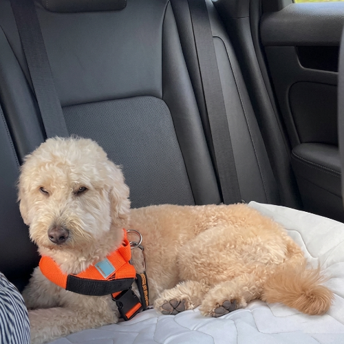 PawCool – Orthopedische Koelmat voor Honden